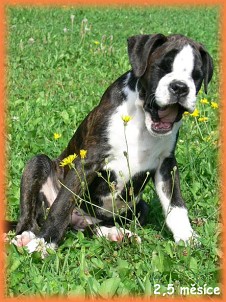 voodoo ziva 1m.jpg